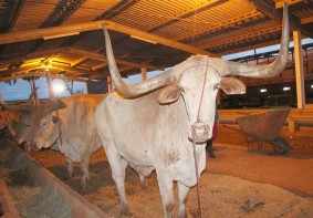 1.ª EXPOSIÇÃO DE GADO LEITEIRO